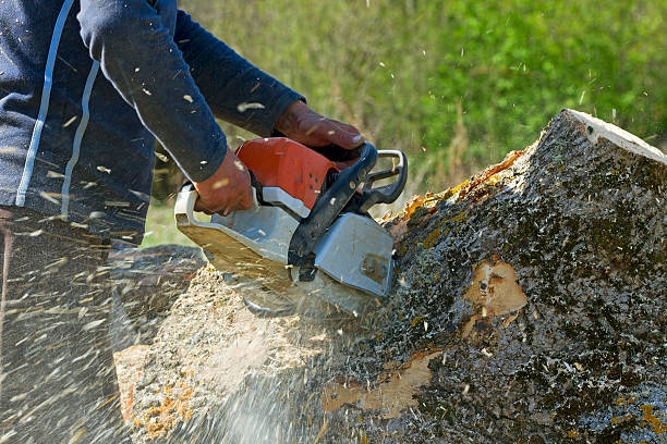 Best Tree and Shrub Care  in USA